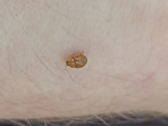 Adoxellus flavihirtus
