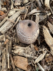 Chlorophyllum brunneum