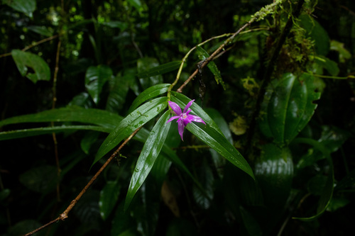 Epidendrum pansamalae image