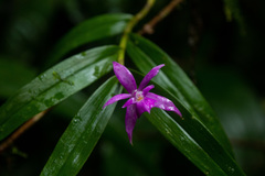 Image of Epidendrum pansamalae