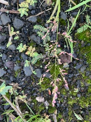 Eragrostis unioloides