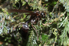 Agelaia panamaensis