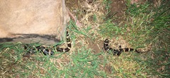 Ambystoma annulatum