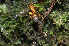 Image of Angiopolybia zischkai