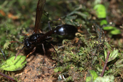Agelaia panamaensis