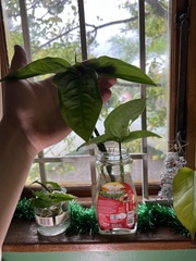 Philodendron tripartitum