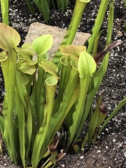Sarraceniaceae