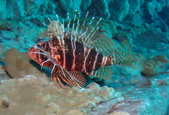 Pterois sphex