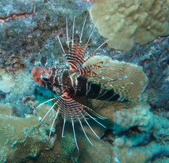 Pterois sphex