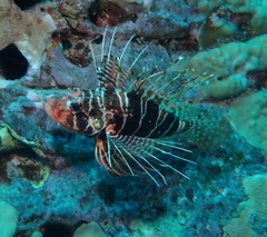 Pterois sphex