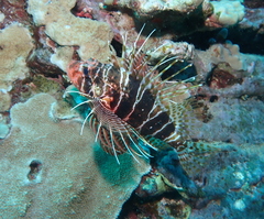 Pterois sphex