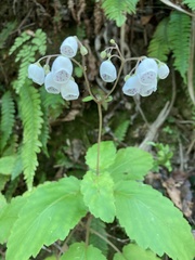 Jovellana sinclairii
