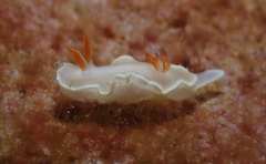 Ardeadoris angustolutea