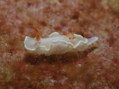 Ardeadoris angustolutea