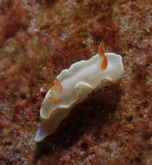 Ardeadoris angustolutea