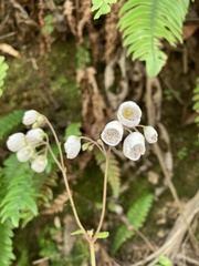 Jovellana sinclairii