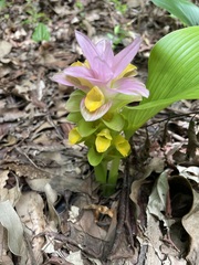 Curcuma australasica