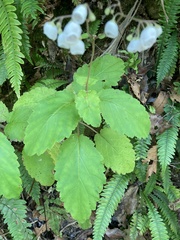 Jovellana sinclairii