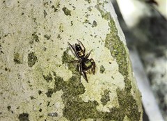 Salticidae