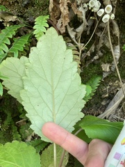 Jovellana sinclairii
