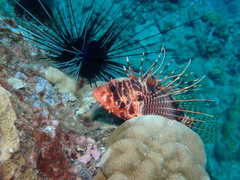 Pterois sphex