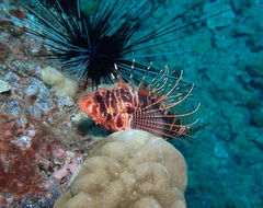 Pterois sphex