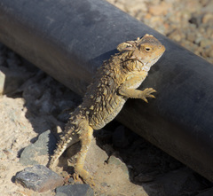 Phrynosoma cerroense