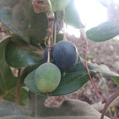 Passiflora viridiflora