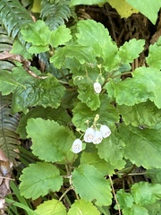 Jovellana sinclairii