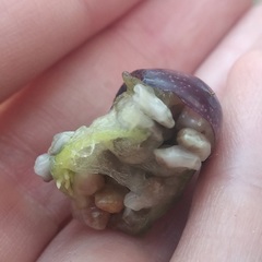 Passiflora viridiflora