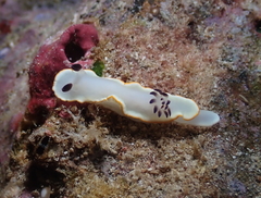 Ardeadoris scottjohnsoni