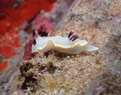 Ardeadoris scottjohnsoni