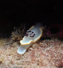 Ardeadoris scottjohnsoni