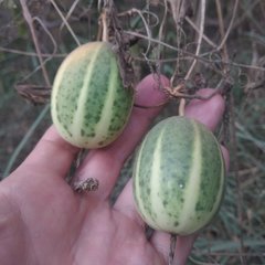Polyclathra cucumerina