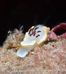 Ardeadoris scottjohnsoni