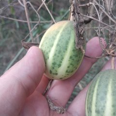 Polyclathra cucumerina