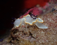 Ardeadoris scottjohnsoni