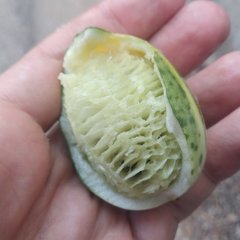 Polyclathra cucumerina