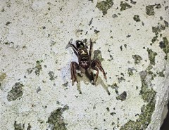 Salticidae