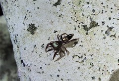 Salticidae