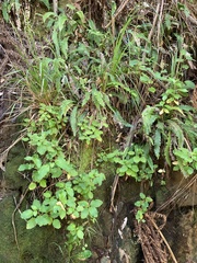 Jovellana sinclairii