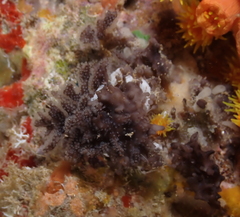 Entoprocta