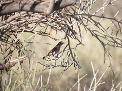 Catamenia analis