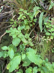 Jovellana sinclairii