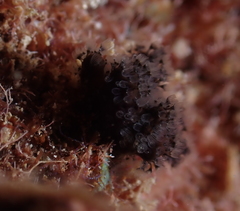 Entoprocta