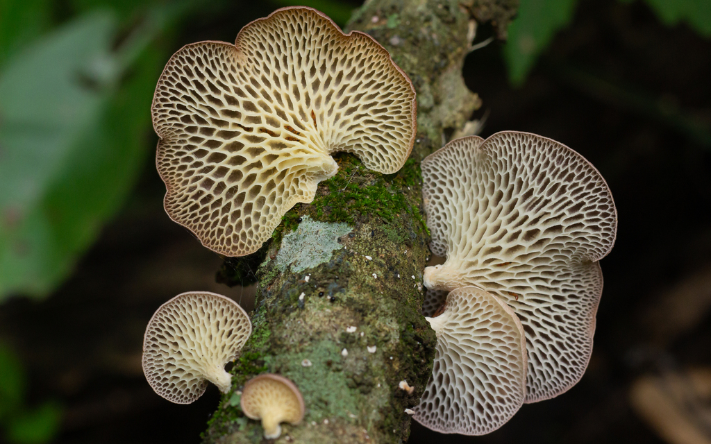 Neofavolus subpurpurascens · January 2022 · photo: © deniszabin (iNaturalist, cc-by)