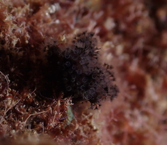 Entoprocta
