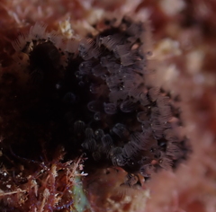 Entoprocta