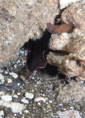 Brotula multibarbata