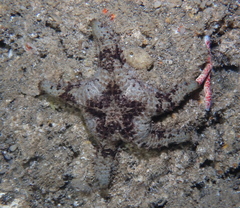 Asteropsis carinifera